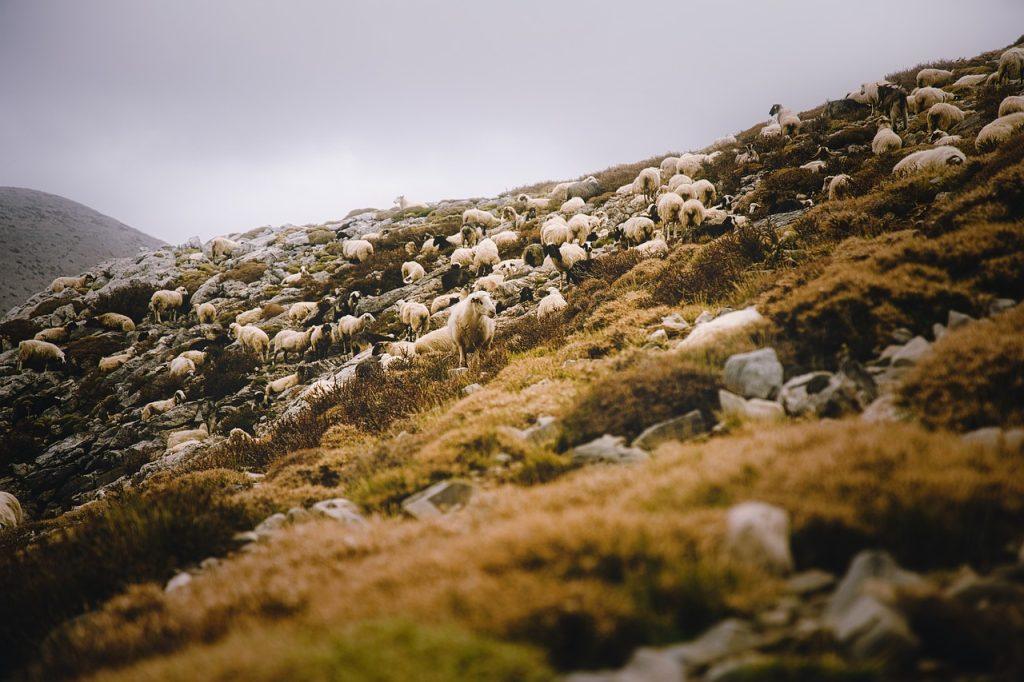 Ευλογιά προβάτων: Ακόμη μια σύσκεψη στο Μαξίμου