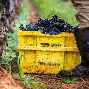 Τραμπ: Άλλα λέει, άλλα κάνει – Ποιοι θα εργαστούν τελικά για το οινοποιείο του;