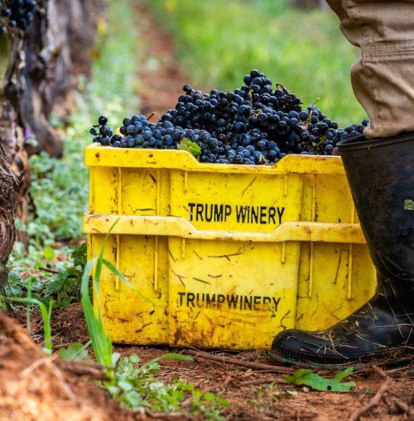 Τραμπ: Άλλα λέει, άλλα κάνει – Ποιοι θα εργαστούν τελικά για το οινοποιείο του;
