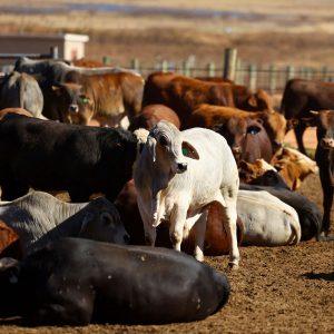 Κτηνοτροφία: Γιατί ακριβαίνει το βοδινό στις ΗΠΑ;