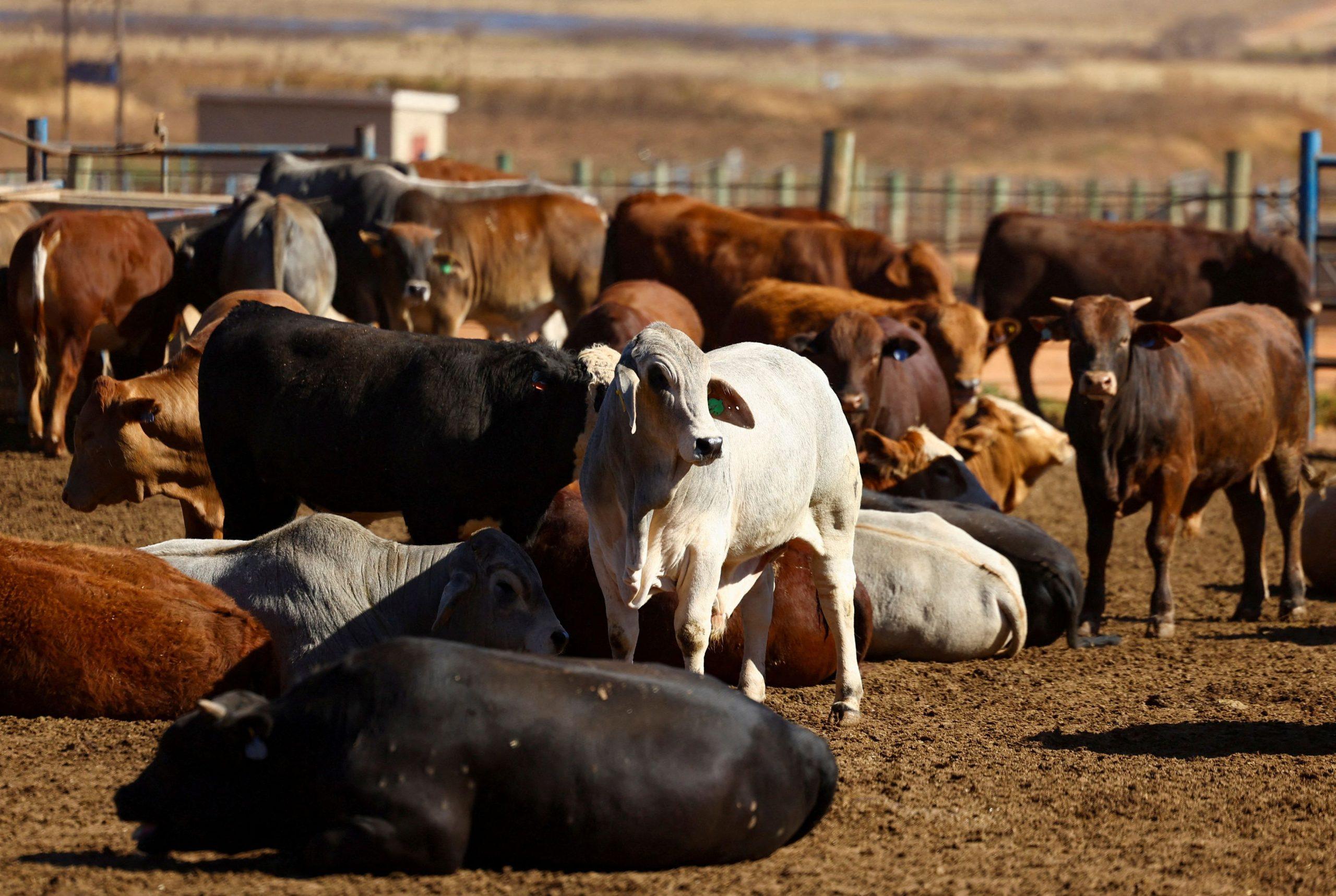 Κτηνοτροφία: Γιατί ακριβαίνει το βοδινό στις ΗΠΑ;