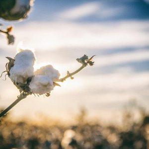 Ελληνικό βαμβάκι: Πρωταγωνιστεί στην ευρωπαϊκή αγορά