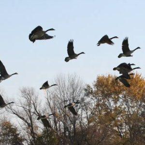 ΠΟΥ: Φόβοι για πανδημία από γρίπη των ζώων
