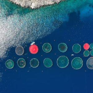 Europe Wants More Fish Farms. Is Greece Ready?