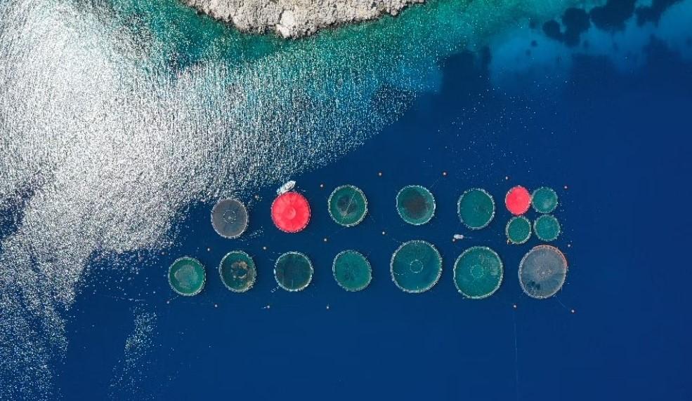 Europe Wants More Fish Farms. Is Greece Ready?