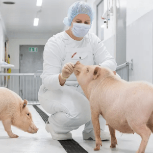 ΕΕ: Οι μικρόσωμοι χοίροι που τροφοδοτούν την ευρωπαϊκή αγορά φαρμάκων