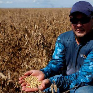 Σόγια: Αυξάνεται η καλλιέργεια στις ΗΠΑ λόγω της ζήτησης στην Κίνα