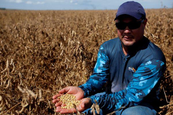 Σόγια: Αυξάνεται η καλλιέργεια στις ΗΠΑ λόγω της ζήτησης στην Κίνα