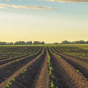 Γερμανία: Ποιο λαχανικό απολαμβάνει μια εξαιρετική χρονιά – Πλημμύρισε την αγορά