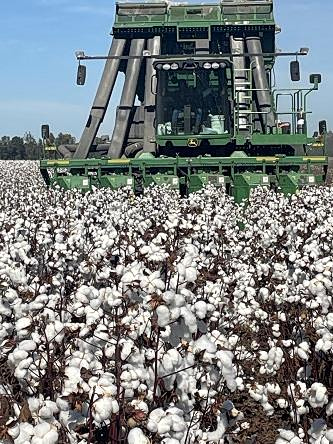 Βαμβάκι: Το αποτύπωμα στην οικονομία, οι δυσκολίες και η επόμενη μέρα