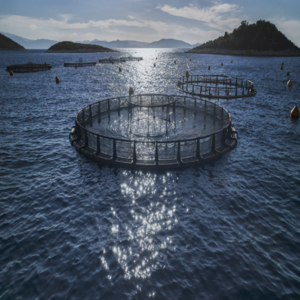 Ιχθυοκαλλιέργειες: Aυξήθηκαν οι εξαγωγές του κλάδου το 2025