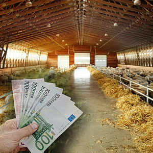 Κτηνοτροφία: Μπροστά στην τέλεια καταιγίδα ενόψει Πάσχα – Φόβοι για ελλείψεις [γραφήματα]