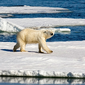 ΕΕ: Εταιρείες υδρογονανθράκων ασκούν πιέσεις για γεωτρήσεις στην Αρκτική