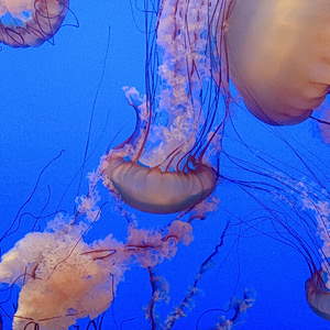 Εύβοια: Μωβ και καφέ μέδουσες κατακλύζουν τις θάλασσες του Ευβοϊκού – Ανησυχία από τους κατοίκους