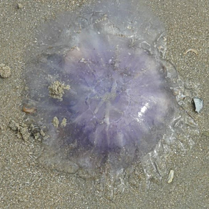 Εύβοια: Μωβ και καφέ μέδουσες κατακλύζουν τις θάλασσες του Ευβοϊκού – Ανησυχία από τους κατοίκους