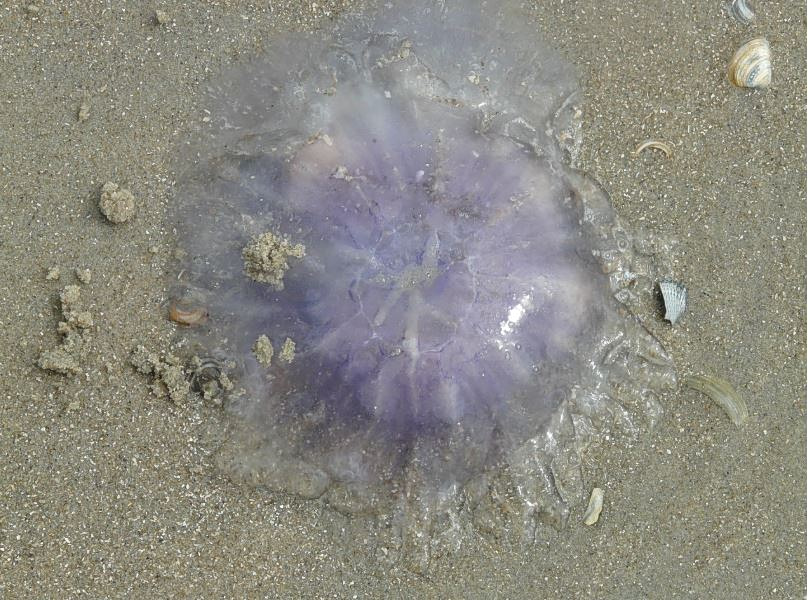 Εύβοια: Μωβ και καφέ μέδουσες κατακλύζουν τις θάλασσες του Ευβοϊκού – Ανησυχία από τους κατοίκους