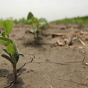 FAO: Στα πρόθυρα της καταστροφής ωθεί η ακραία ζέστη τα συστήματα αγροδιατροφής