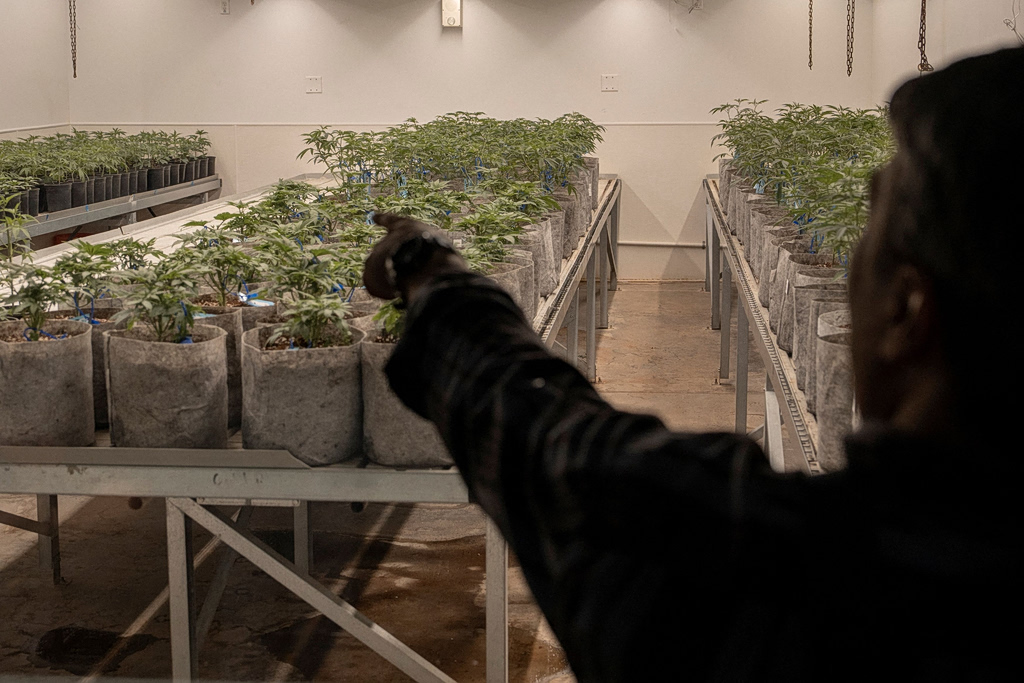 Κάνναβη: Η κυβέρνηση Τραμπ αναγνωρίζει την κάνναβη για ιατρική χρήση