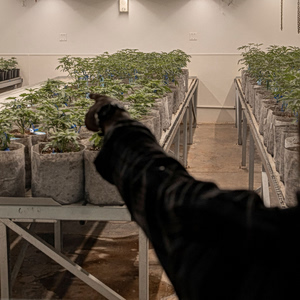 Κάνναβη: Η κυβέρνηση Τραμπ αναγνωρίζει την κάνναβη για ιατρική χρήση