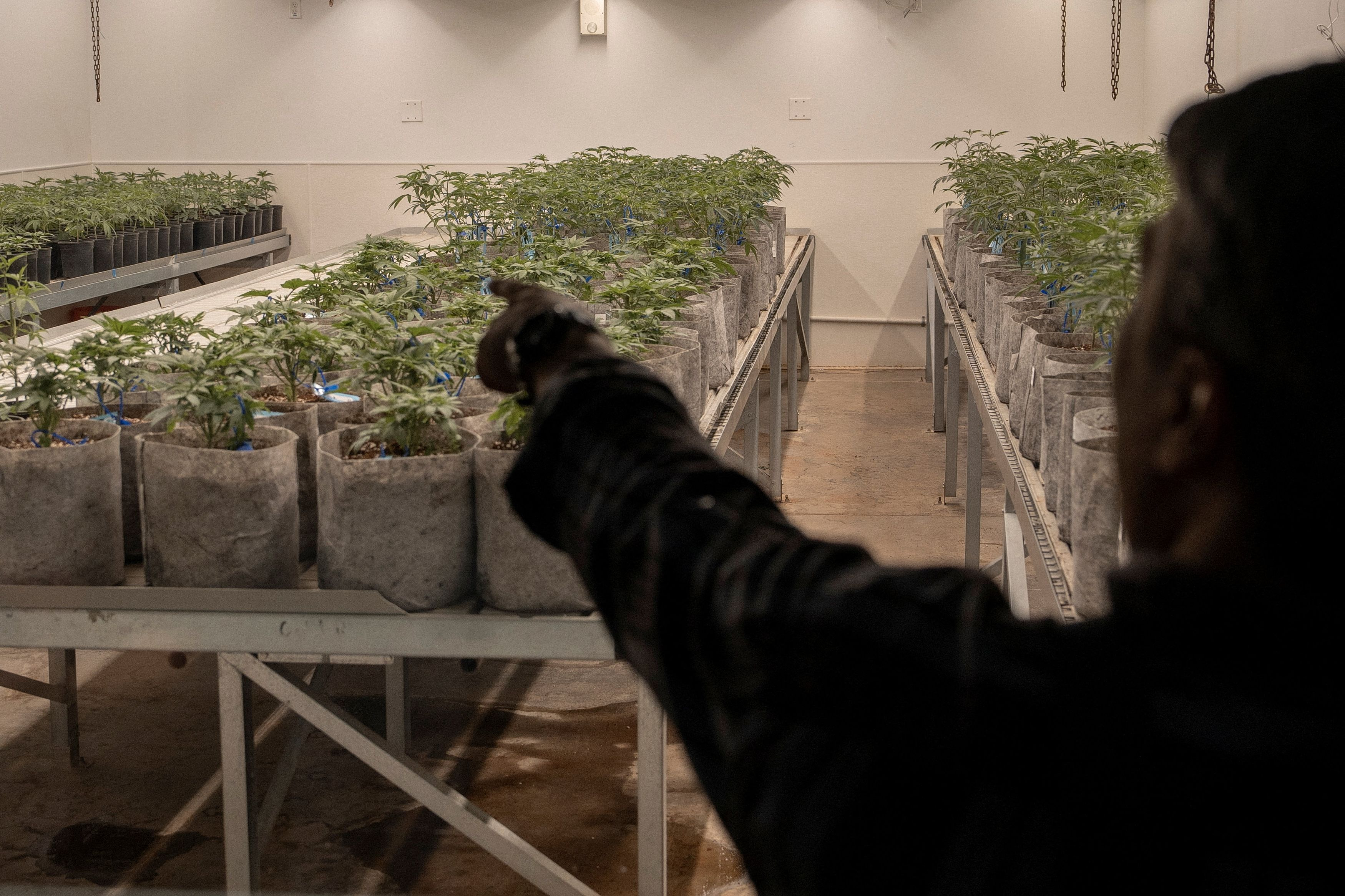 Κάνναβη: Η κυβέρνηση Τραμπ αναγνωρίζει την κάνναβη για ιατρική χρήση