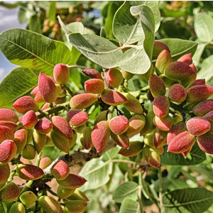 Ιράν: Πώς ο πόλεμος εκτόξευσε σε υψηλό 8 ετών τις τιμές στα φιστίκια