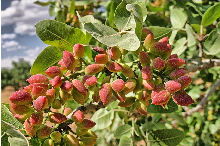 Ιράν: Πώς ο πόλεμος εκτόξευσε σε υψηλό 8 ετών τις τιμές στα φιστίκια