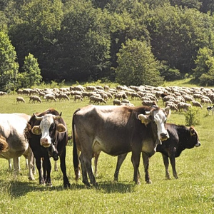 Αφθώδης πυρετός: Στα 20 τα επιβεβαιωμένα κρούσματα στη Λέσβο