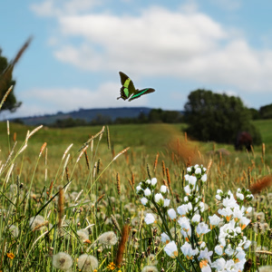 Συναγερμός για τις Natura: «Ασκός του Αιόλου» η προτεινόμενη πολεοδόμηση ειδικών ζωνών