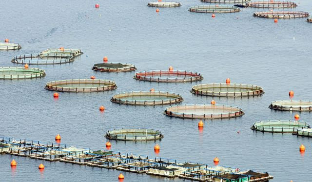 Αλιεία: Τα σοκ που προκάλεσαν τράνταγμα στην αγορά