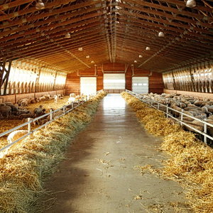 FAO: Απειλή για την επισιτιστική ασφάλεια οι ασθένειες των ζώων