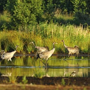 Natura 2000: Εγκρίθηκε η Ειδική Περιβαλλοντική Μελέτη