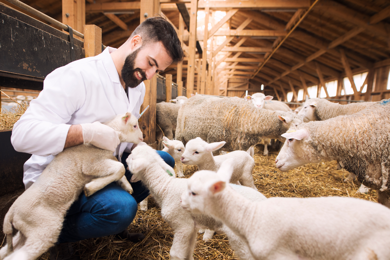 FAO: Πώς θα αντιμετωπιστεί η μικροβιακή αντοχή στην κτηνοτροφία