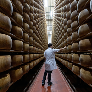 Extreme Heat Puts Italy’s Parmigiano Reggiano at Risk