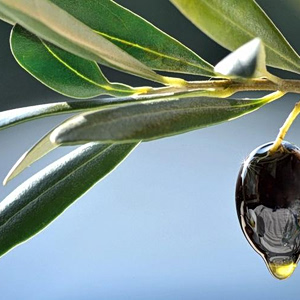 Ελαιόλαδο: Ακτινογραφία των ελληνικών εξαγωγών στη Ν. Κορέα – Προκλήσεις και Προοπτικές