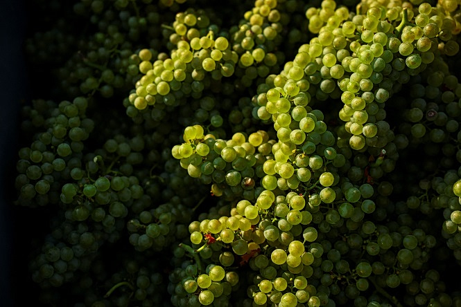 grapes_France 