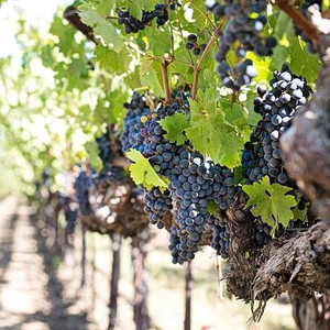 Santo Wines: Η κρίση του αμπελώνα, η συρρίκνωση του οινοτουρισμού και ο «κόφτης» στα έξοδα