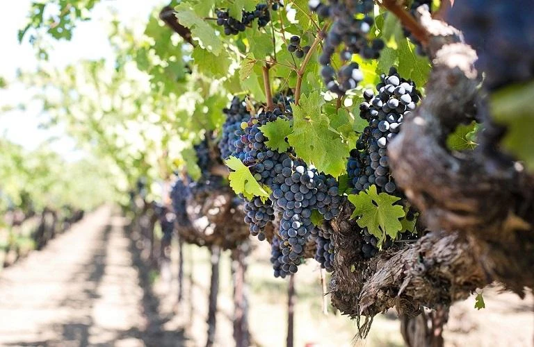 Santo Wines: Η κρίση του αμπελώνα, η συρρίκνωση του οινοτουρισμού και ο «κόφτης» στα έξοδα