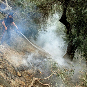 Ελαιόλαδο: Σε δοκιμασία η παραγωγή – Φόβοι για αύξηση των τιμών