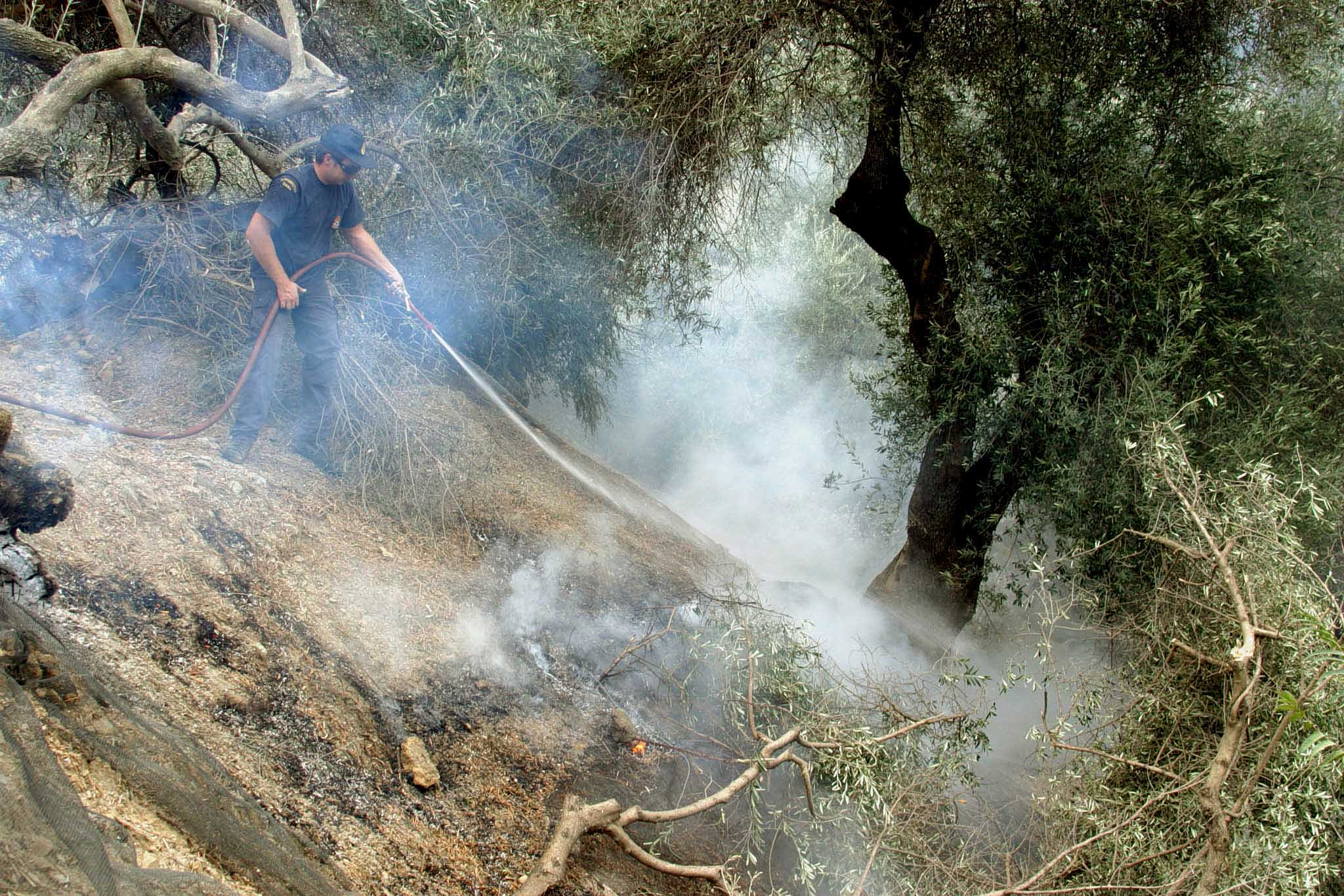 Ελαιόλαδο: Σε δοκιμασία η παραγωγή – Φόβοι για αύξηση των τιμών