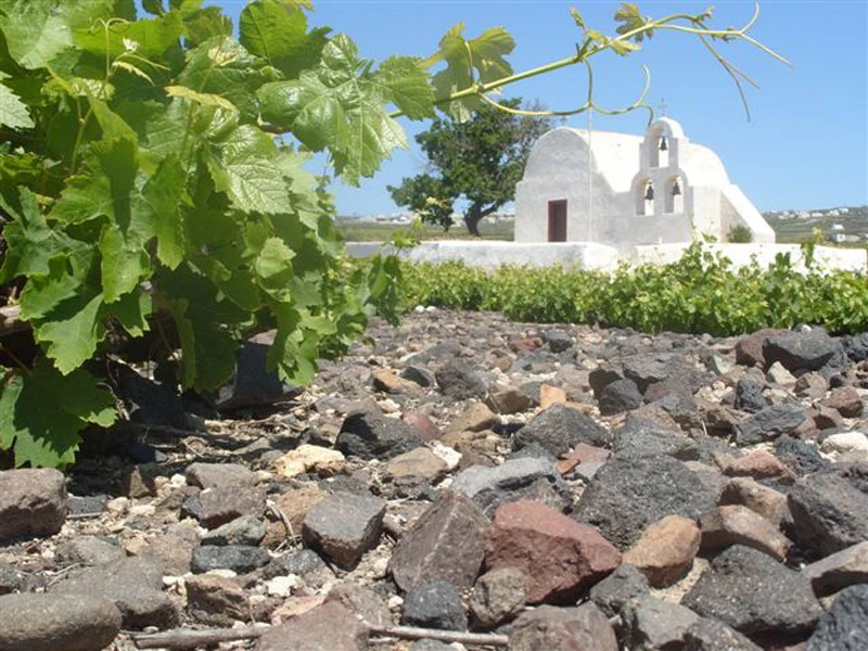 Santorini Wine Production Slumps as Demand Keeps Rising