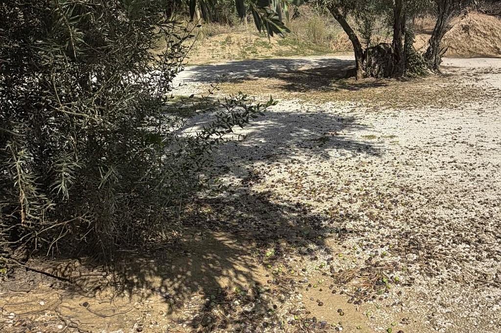 Ελιά: Πρωτοφανής μείωση της παραγωγής και υποβάθμιση της ποιότητας στον Αλμυρό