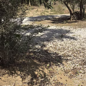 Ελιά: Πρωτοφανής μείωση της παραγωγής και υποβάθμιση της ποιότητας στον Αλμυρό