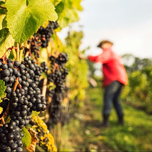 Climate Change Eyed as Reason for Dipping Greek Wine Harvest